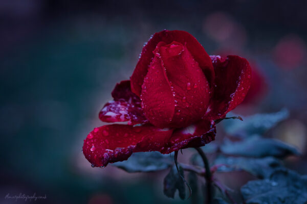 Beautiful red rose on a rainy day - wall art, prints and canvas