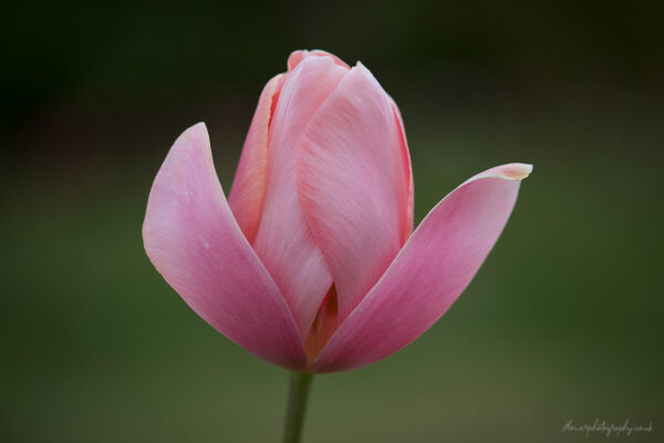 Beautiful soft pink tulip flower - wall art, prints and canvas
