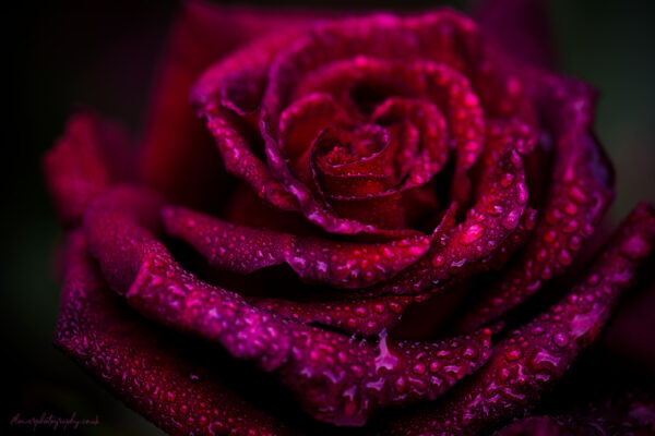 Kiss - beautiful purple rose after rain closeup picture - wall art, prints and canvas