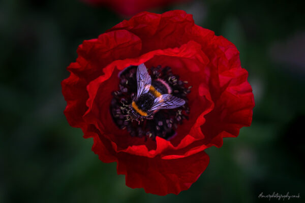 Beautiful red poppy flower bud about to open - wall art, prints and canvas