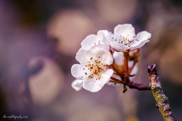 Beautiful spring apple tree blossom flowers - wall art, prints and canvas