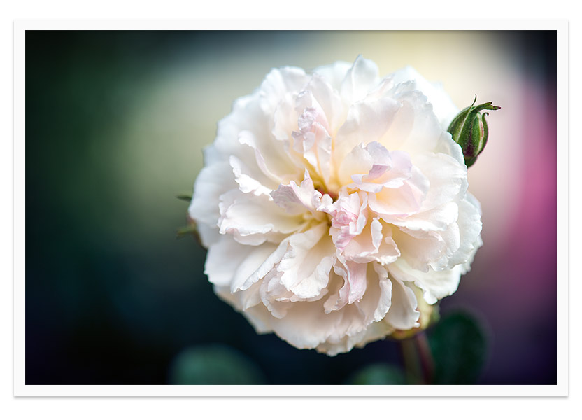 Cream - rose flower fine art print