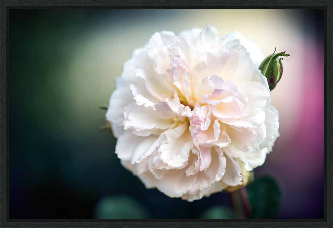 Cream - rose flower fine art print in limited edition modern floating frame
