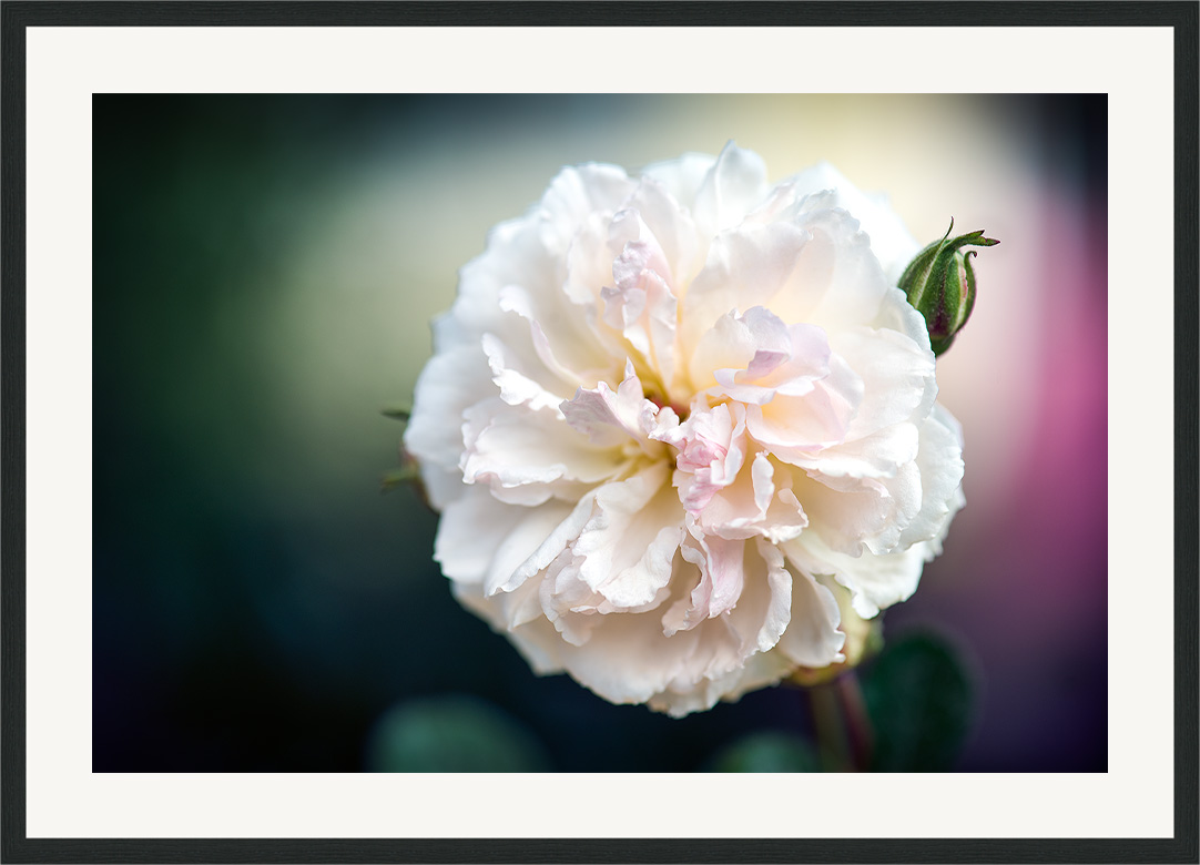 Cream - rose flower fine art print in classic frame with white passe-partout