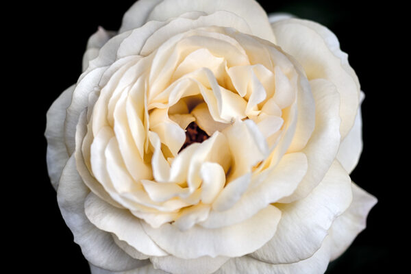 Dreamy white rose flower close-up picture - wall art, prints and canvas