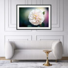 Rose flower fine art house wall art, canvas, print