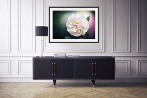 Rose flower fine art house wall art, canvas, print