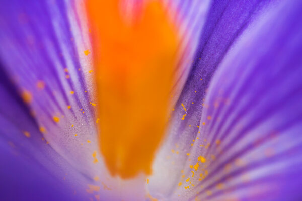 Beautiful little crocus flower petals - wall art, prints and canvas