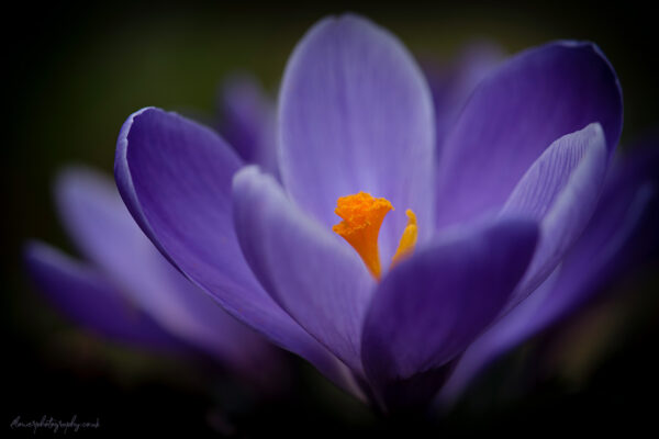 Beautiful violet blue crocus flower petals - wall art, prints and canvas