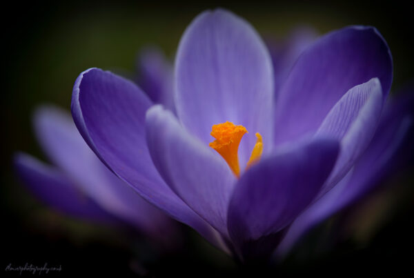 Beautiful violet blue crocus flower petals - wall art, prints and canvas