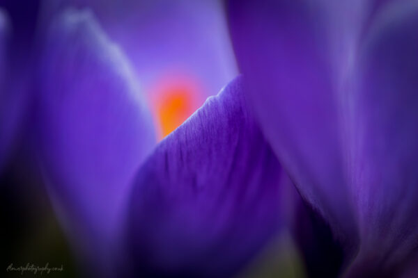 Beautiful violet blue crocus flower petals - wall art, prints and canvas