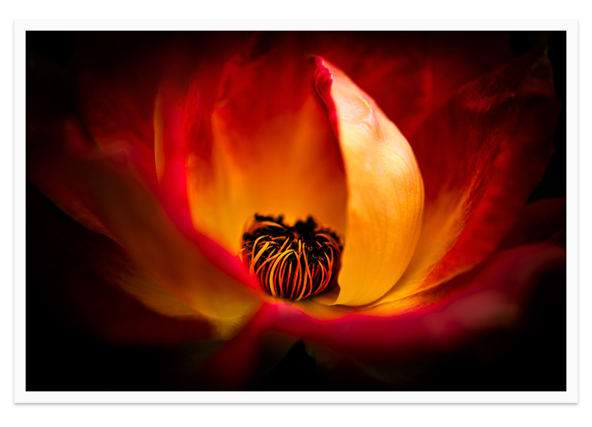Fire - rose flower fine art print on Kodak's best photographic paper