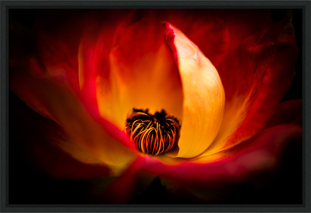 Fire - rose flower fine art print in limited edition modern floating frame