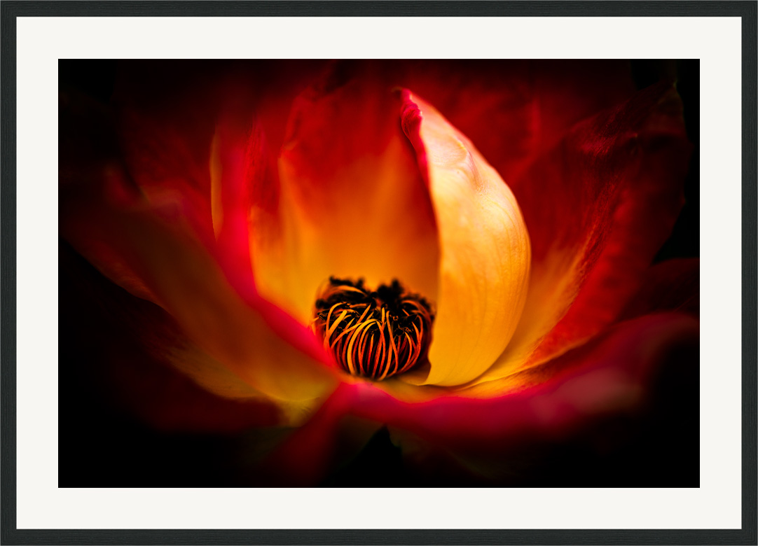Fire - rose flower fine art print in classic frame with white passe-partout