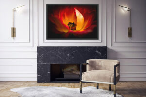 Rose flower fine art house wall art, canvas, print