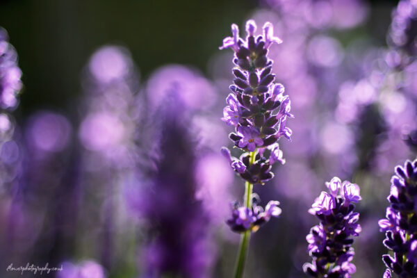 Violet flowers of lavender garden plant - wall art, prints and canvas