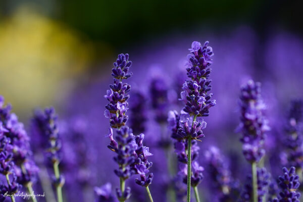 Beautiful flowers of lavender plant filed - wall art, prints and canvas