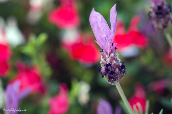 Beautiful flowers of lavender garden plant - wall art, prints and canvas