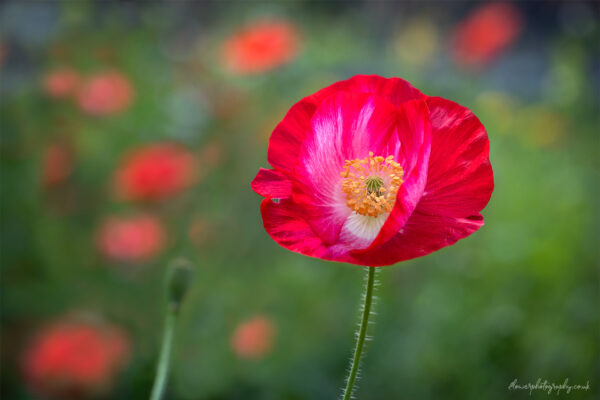 Beautiful red poppy flower in the garden - wall art, prints and canvas