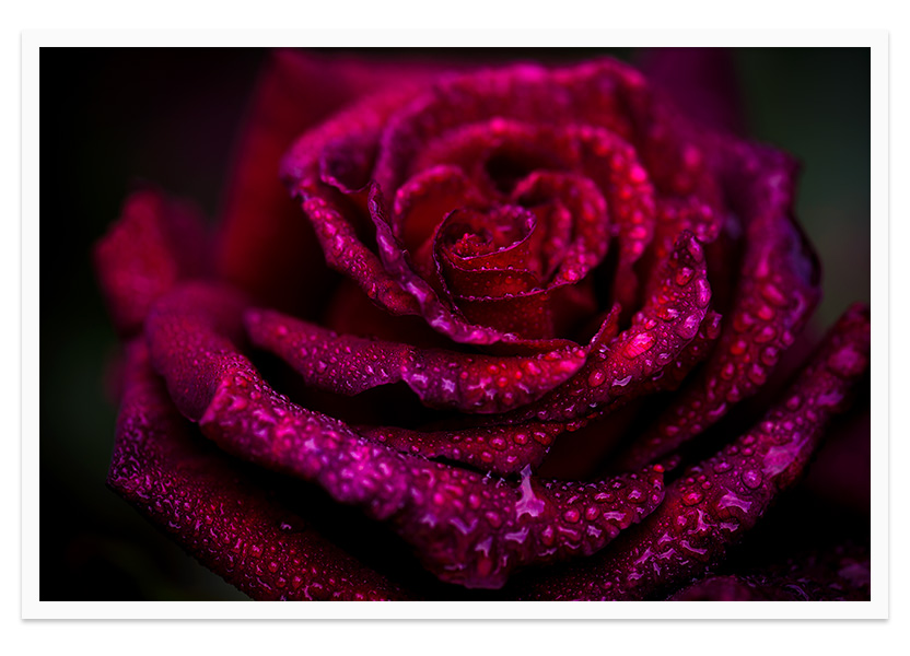 Kiss - rose flower fine art print