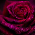 Kiss - rose flower fine art print