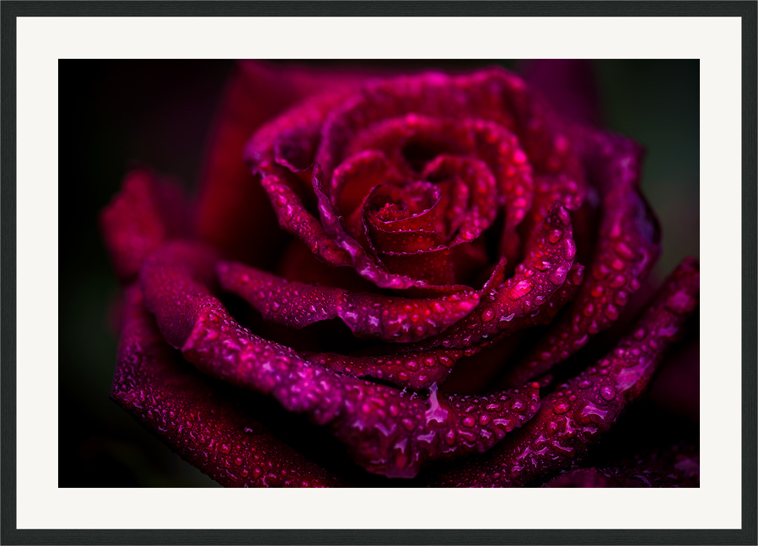 Kiss - rose flower fine art print in classic frame with white passe-partout