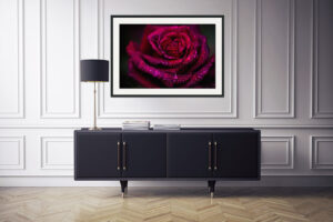 Rose flower fine art house wall art, canvas, print