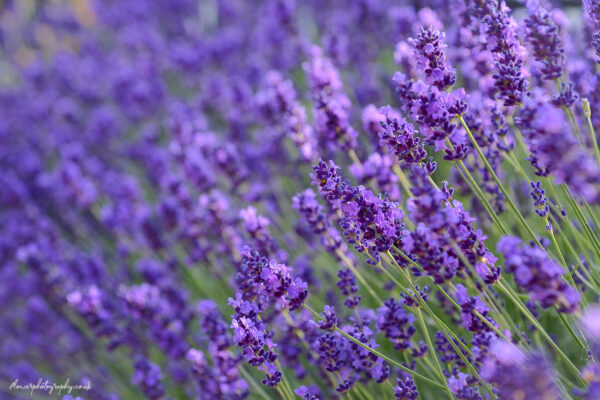 Closeup of lavender flowers in lavandula fields - wall art, print and canvas