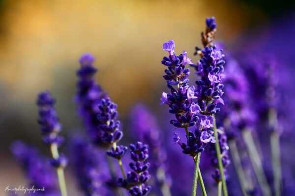 Beautiful flowers of lavender plant on a hot summer day- wall art, prints and canvas