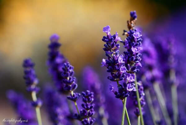 Beautiful flowers of lavender plant on a hot summer day- wall art, prints and canvas