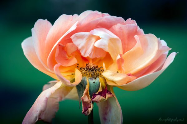 Beautiful orange wilting rose flower - wall art, prints and canvas