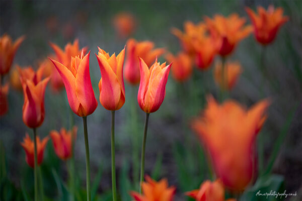 Three sisters - beautiful orange tulip flowers - wall art, prints and canvas