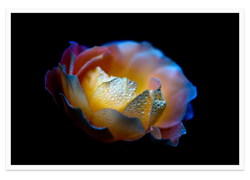 Pearl - rose flower fine art print
