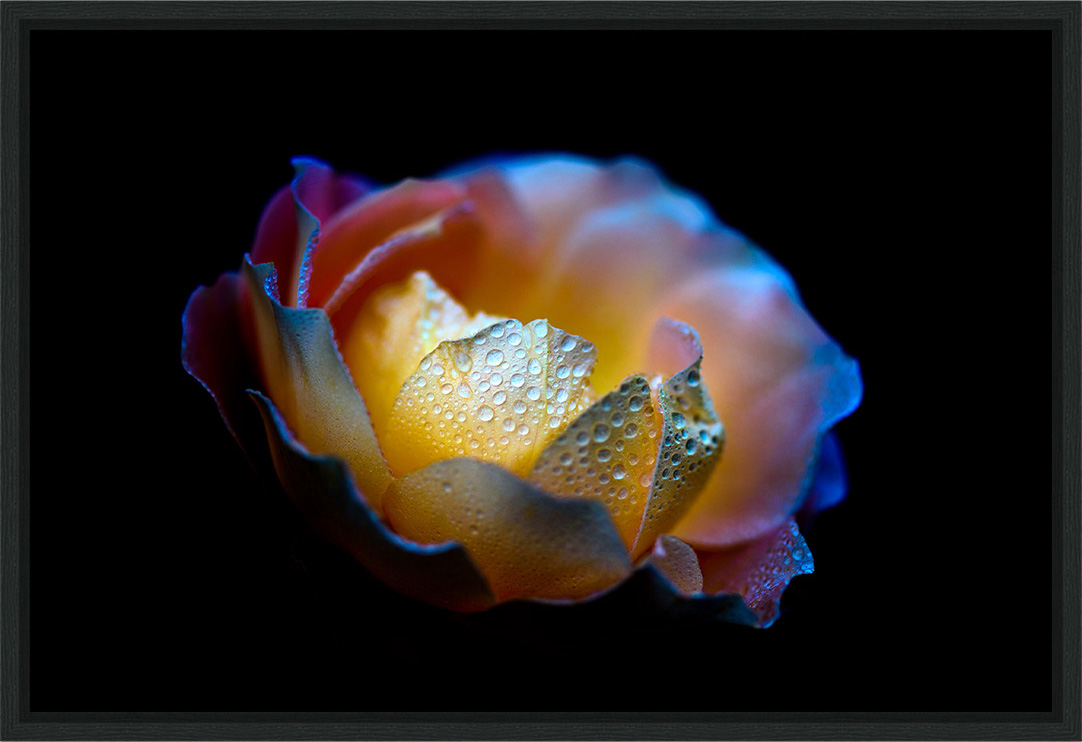 Pearl - rose flower fine art print in limited edition modern floating frame