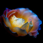 Pearl - rose flower fine art print