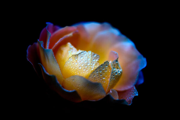 Pearl - rose flower fine art print