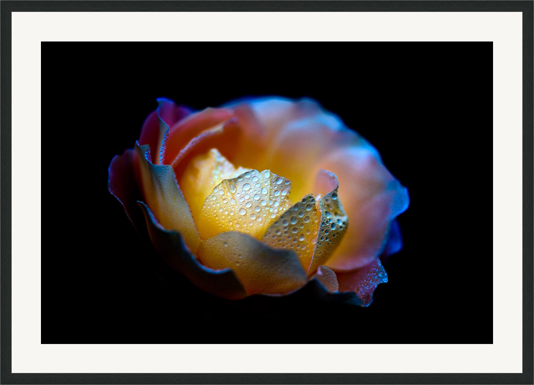 Pearl - rose flower fine art print in classic frame with white passe-partout