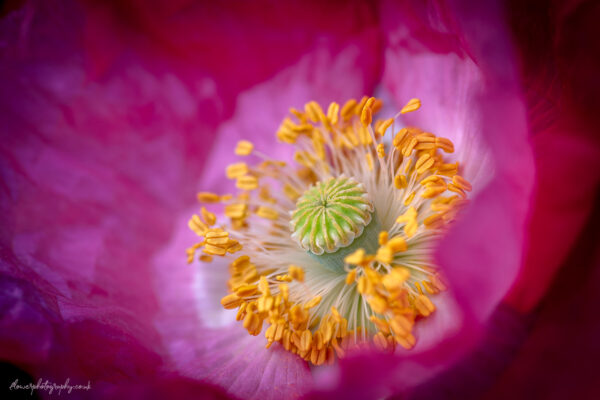 Pink poppy flower closeup picture - wall art, prints and canvas
