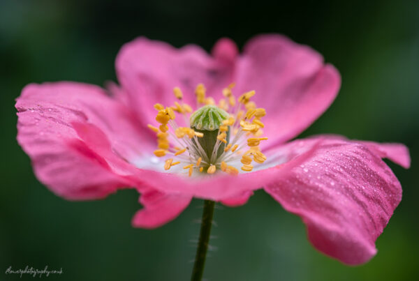 Beautiful pink poppy flower covered in rain - wall art, prints and canvas