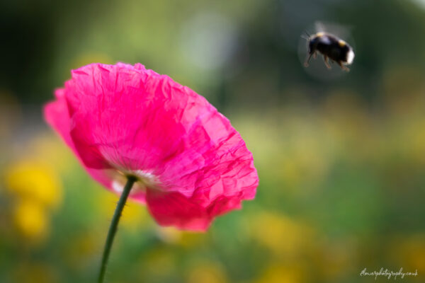 Bee over pink poppy flower - Lensbaby Velvet 56 - prints, wall art and canvas