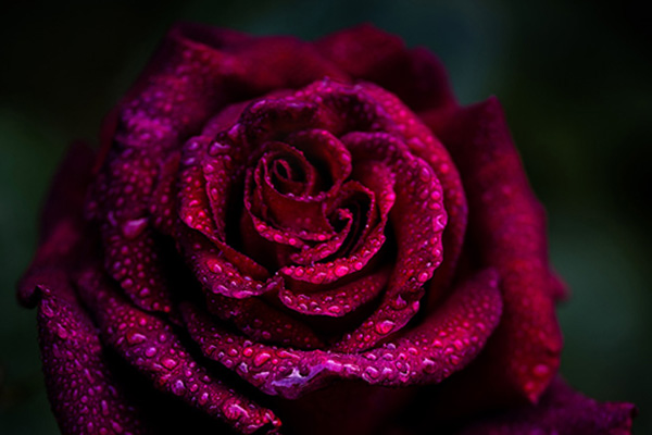 Beautiful purple rose on a rainy day - flower photography wall art, prints and canvas