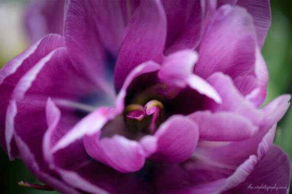 Beautiful soft pink tulip flower - wall art, prints and canvas