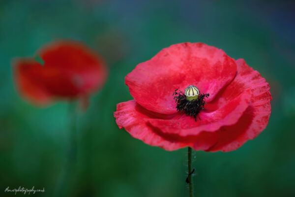 Beautiful red garden poppies - flower photography wall art, prints and canvas