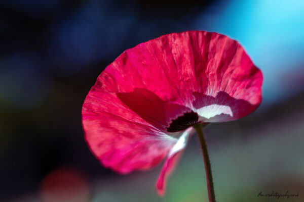 Beautiful red poppy flower Lensbaby velvet 56 - wall art, prints and canvas