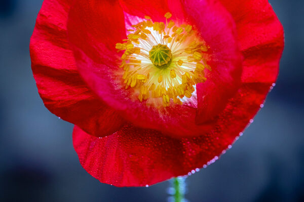 Beautiful red poppy flower covered in rain - wall art, prints and canvas