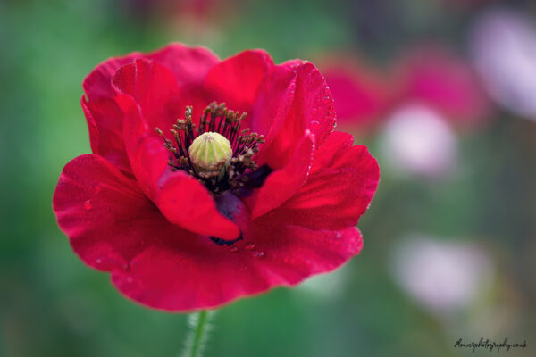 Beautiful red poppy - flower photography wall art, prints and canvas
