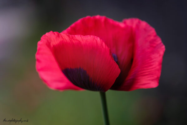 Beautiful red garden poppy - flower photography wall art, prints and canvas