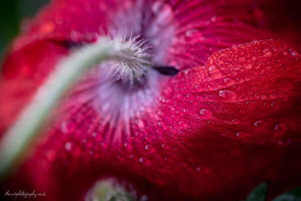 Beautiful red poppy flower covered in raindrops - wall art, print and canvas