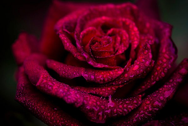 Red Rose Flower - close-up picture of a beautiful red rose after rain. Fine art flower photography by Roland Pokrywka