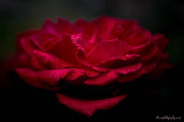 Beautiful red rose on a rainy day - flower photography art London available as wall art, prints and canvas